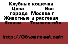 Клубные кошечки › Цена ­ 10 000 - Все города, Москва г. Животные и растения » Кошки   . Томская обл.